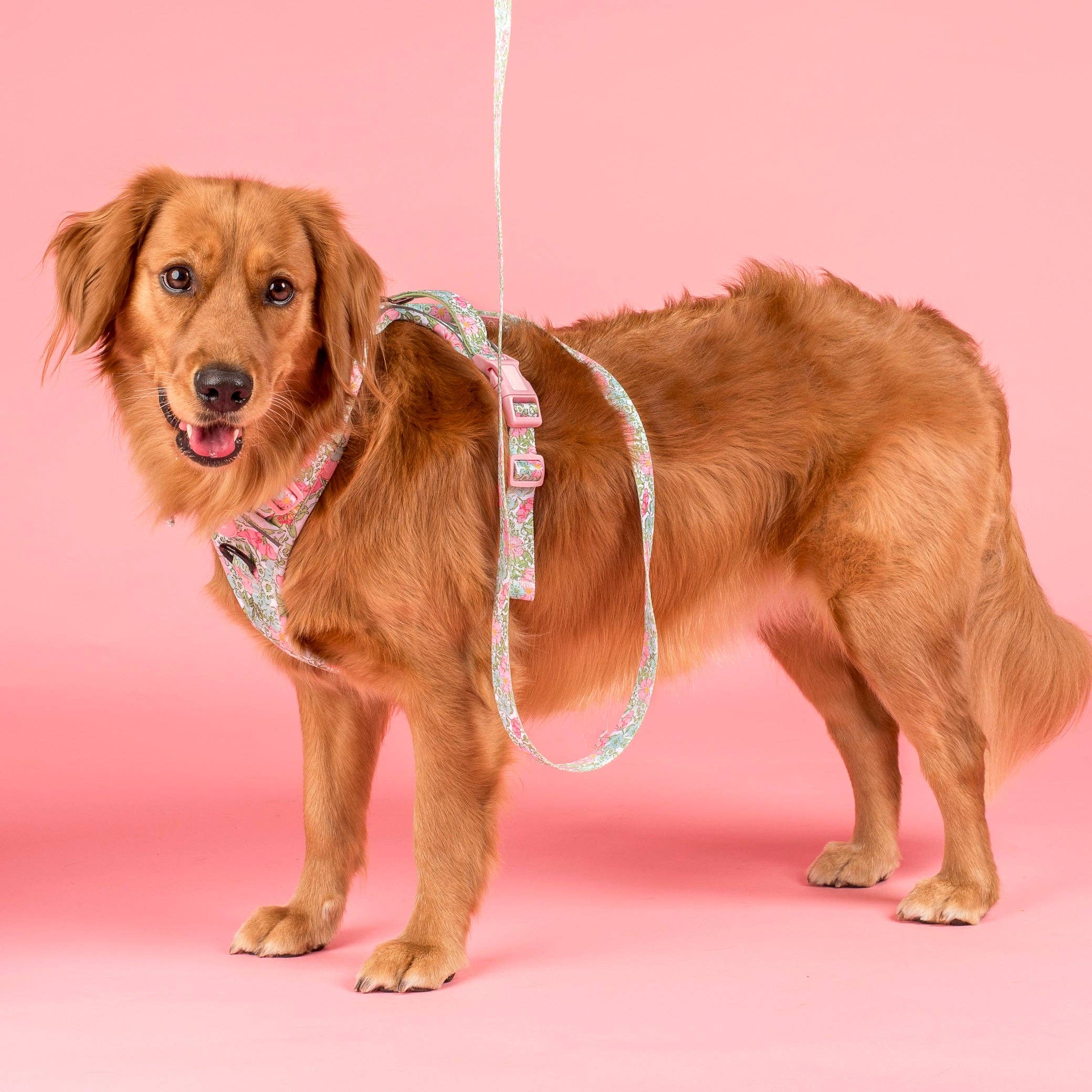 Flora & Fern: No Pull Dog Adventure Harness