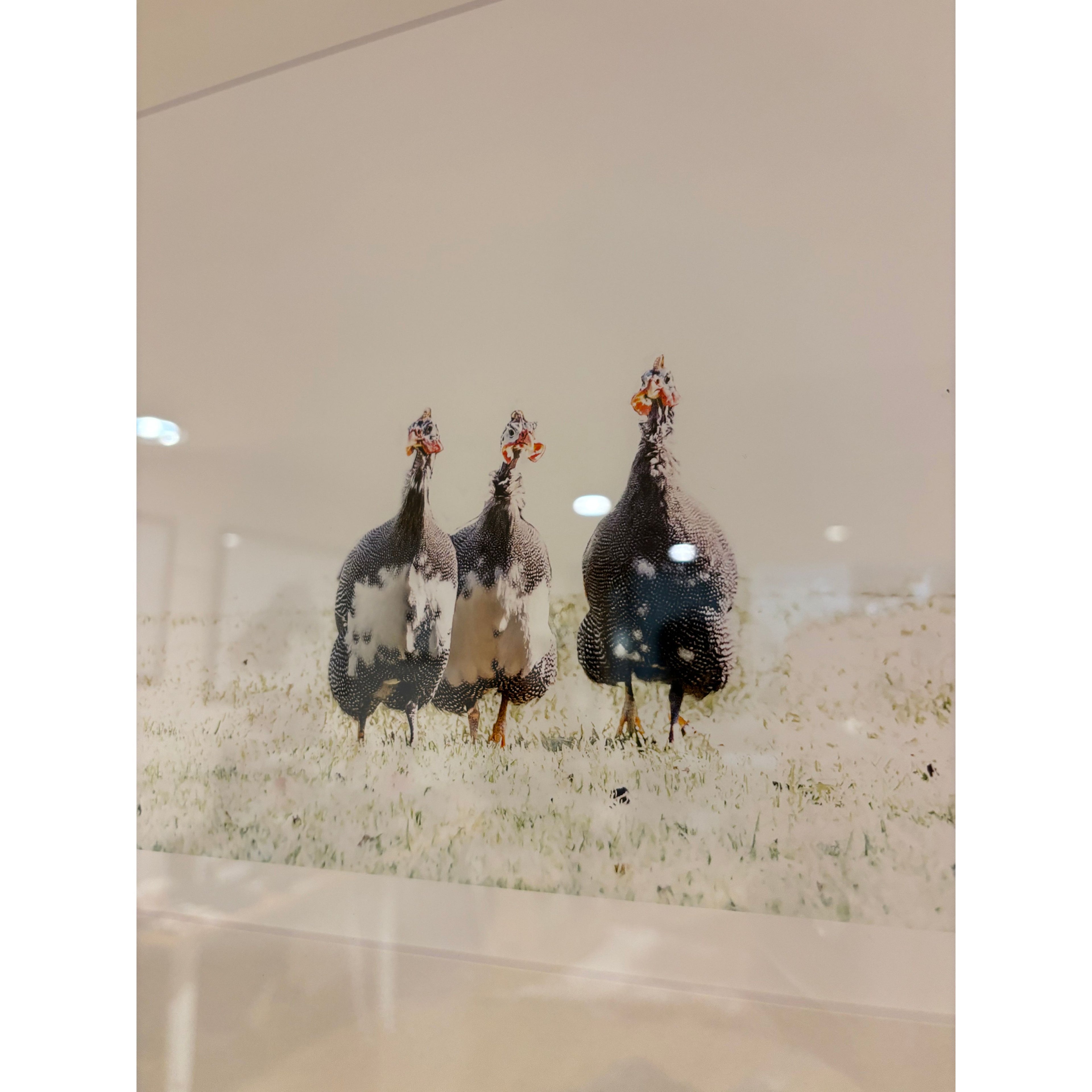 ‘Guinea Fowl Gathering’