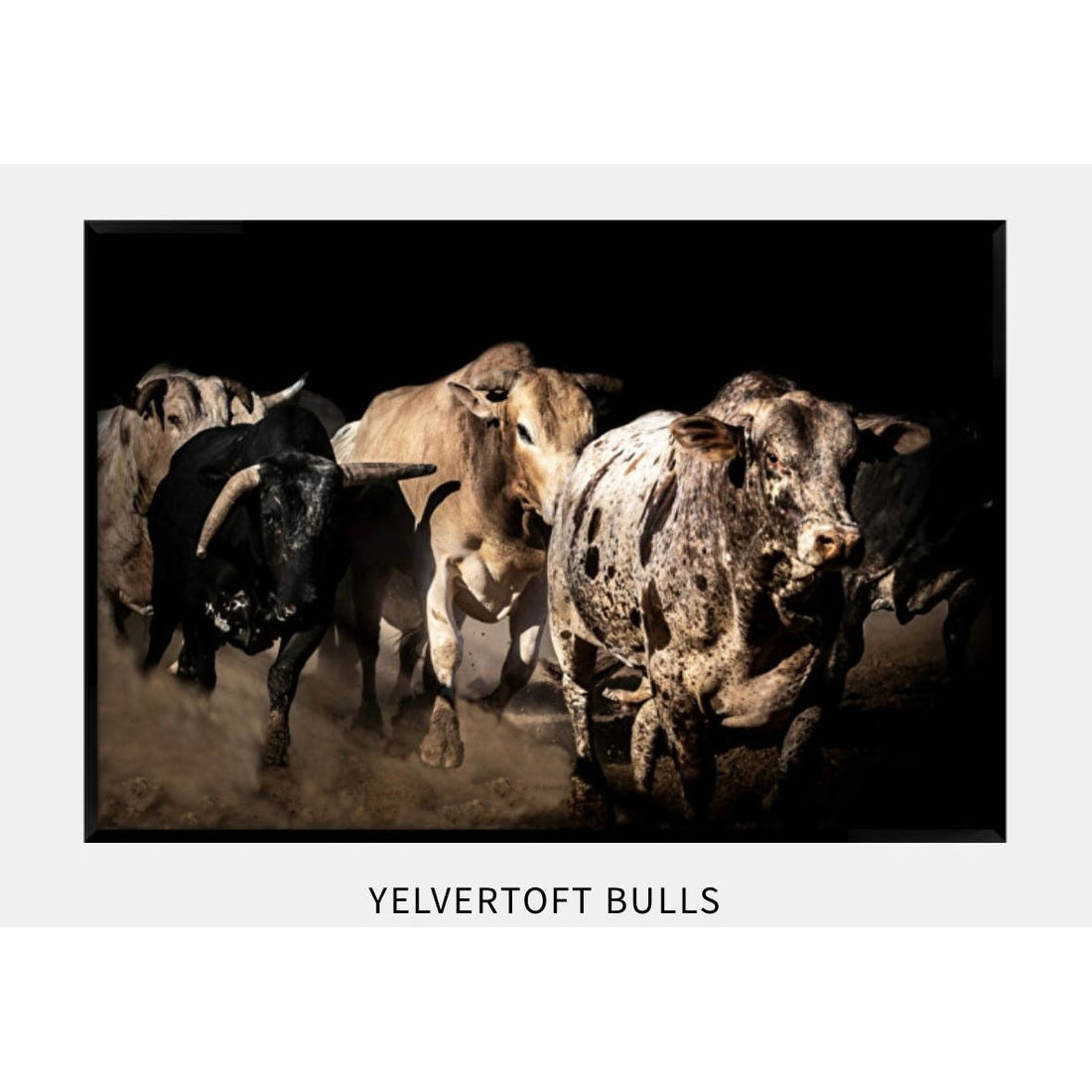 “Yelvertoft Bulls” Limited Edition /50 Orders Taken