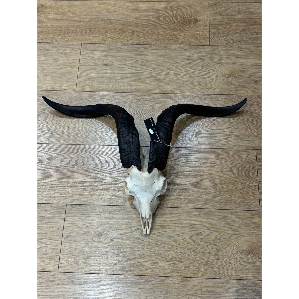Goat Horns(Not For Sale) Albert Graham