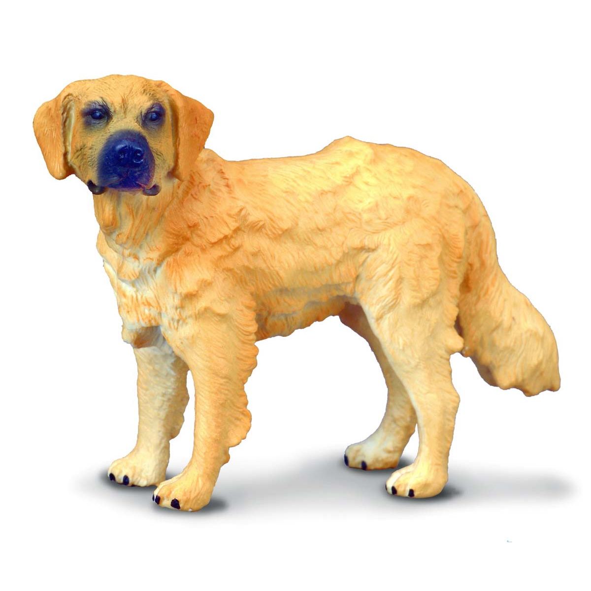 Winnie the Golden Retriever