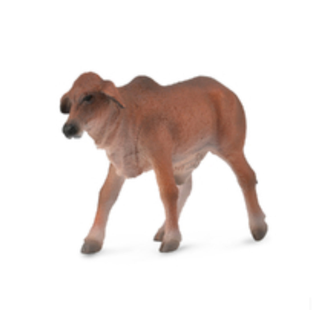 Brahman Calf Red