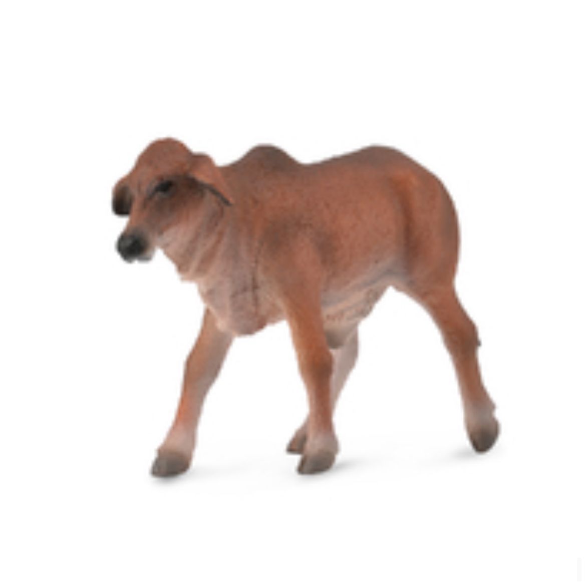 Brahman Calf Red