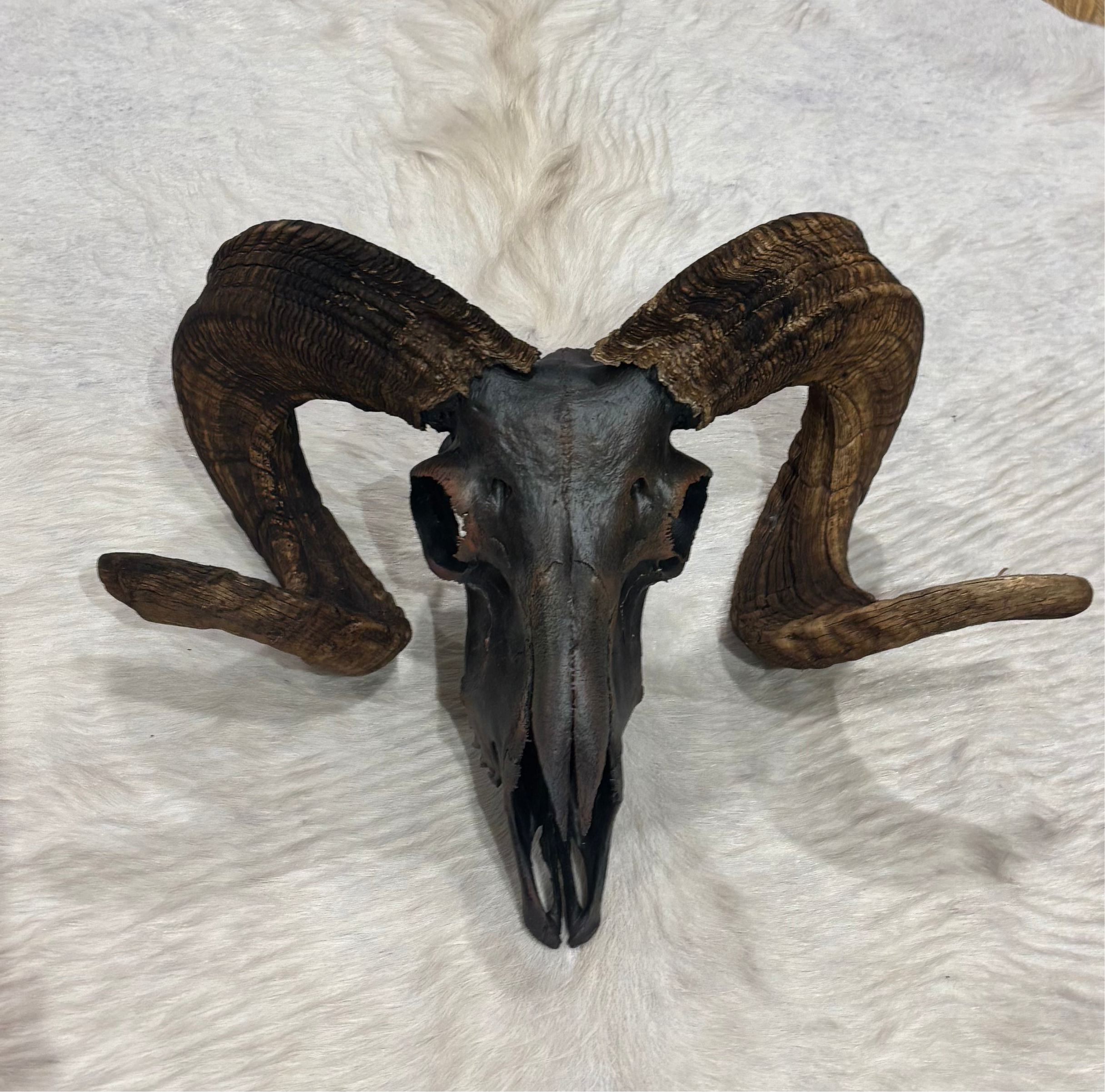 Ram Skull