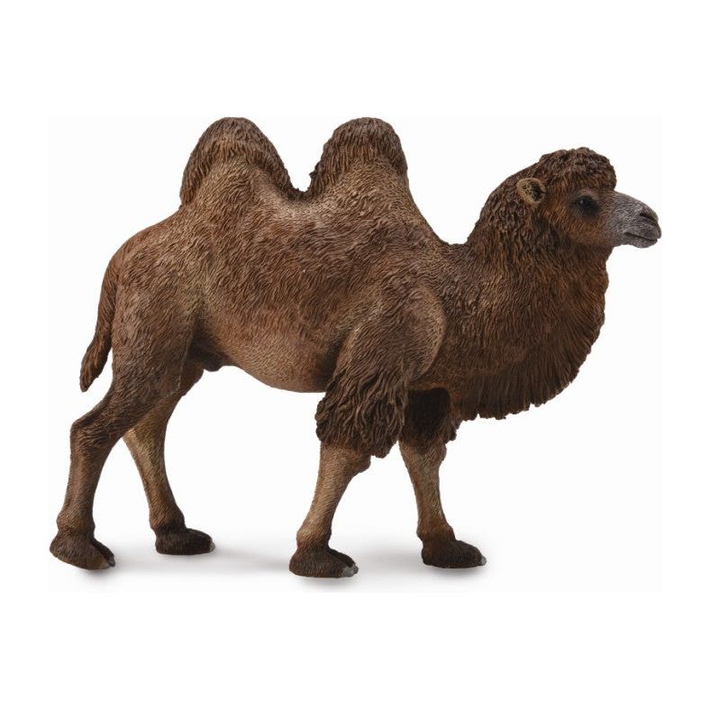 Bactrian Camel