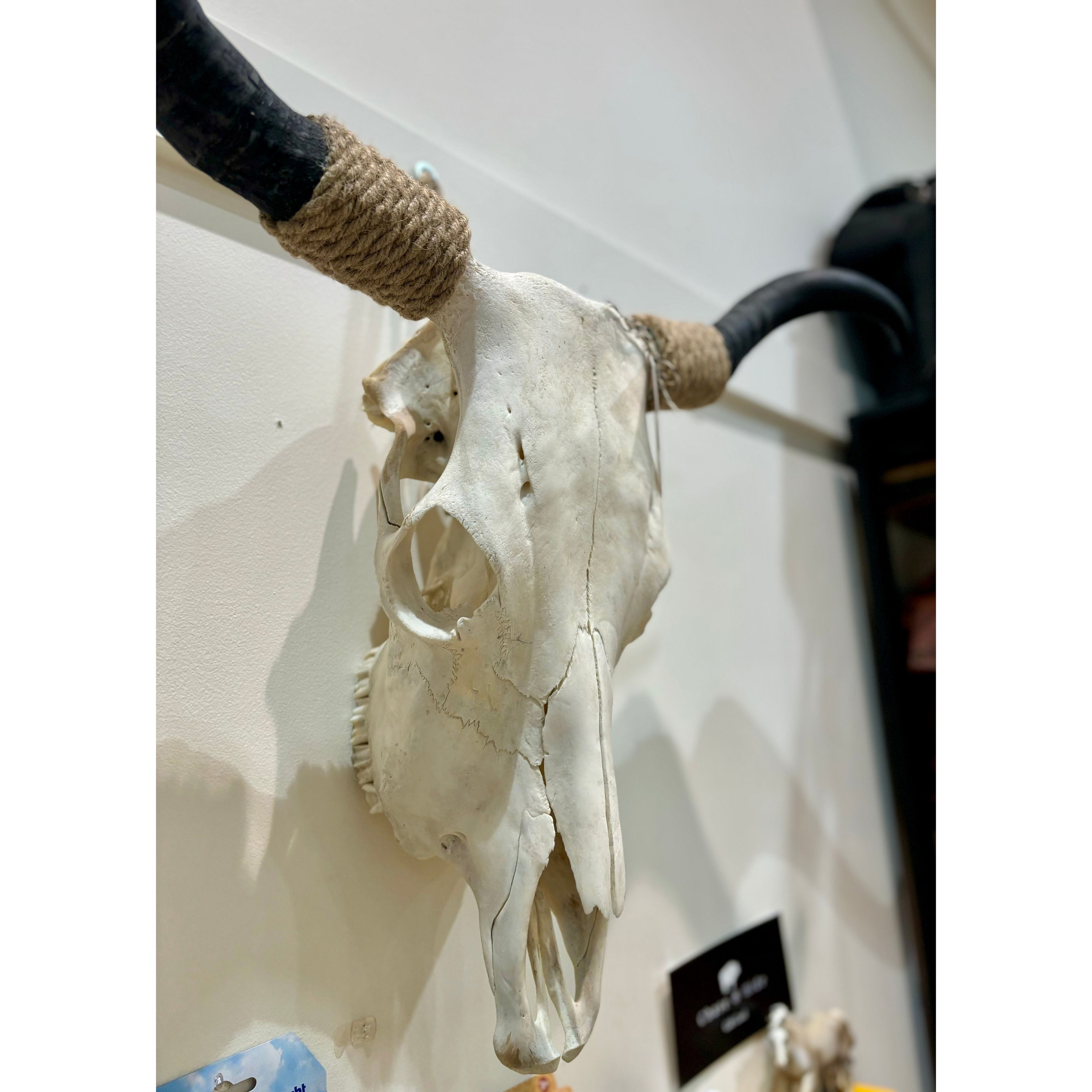 Bullocks Skull Decor