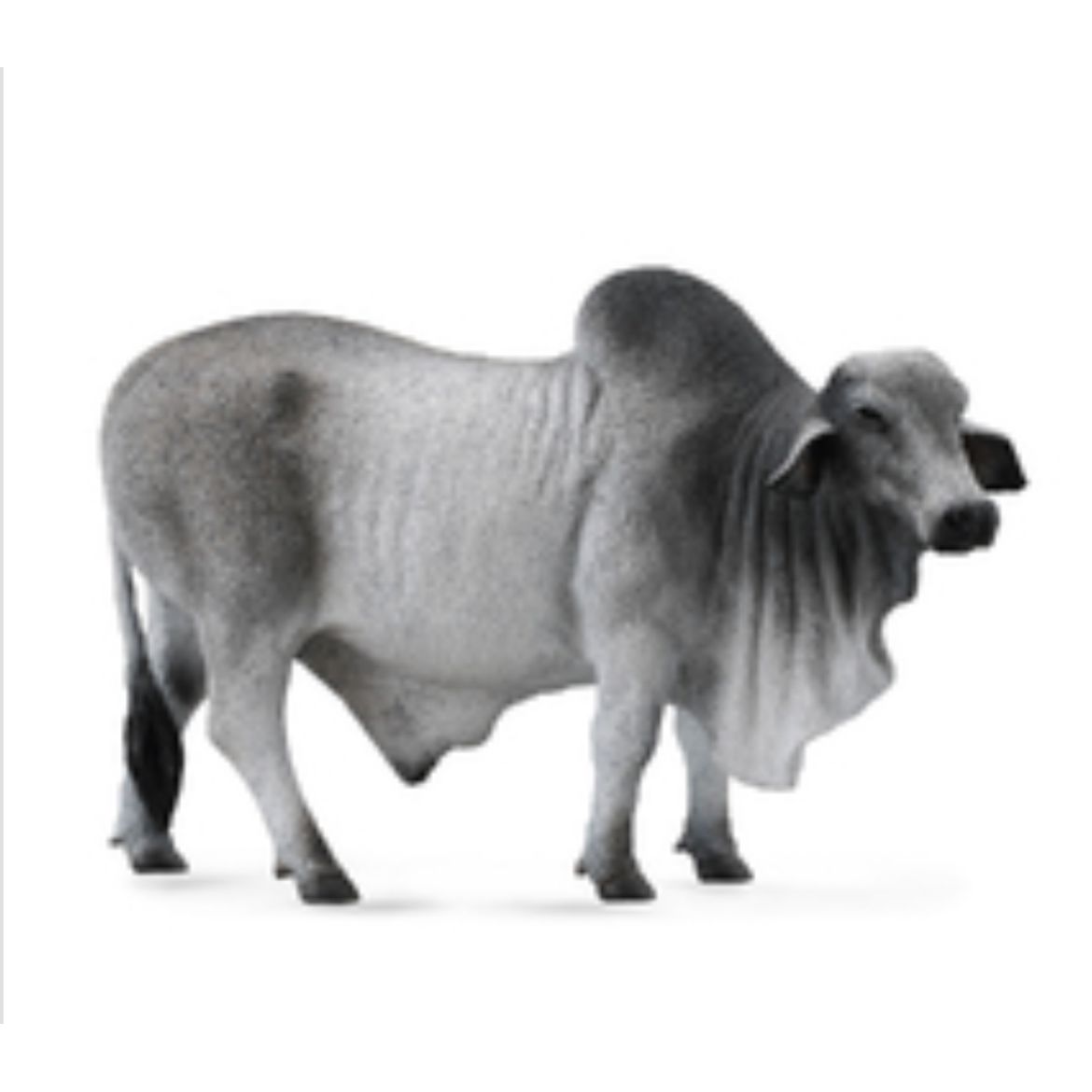 Grey Brahman Bull Collecta