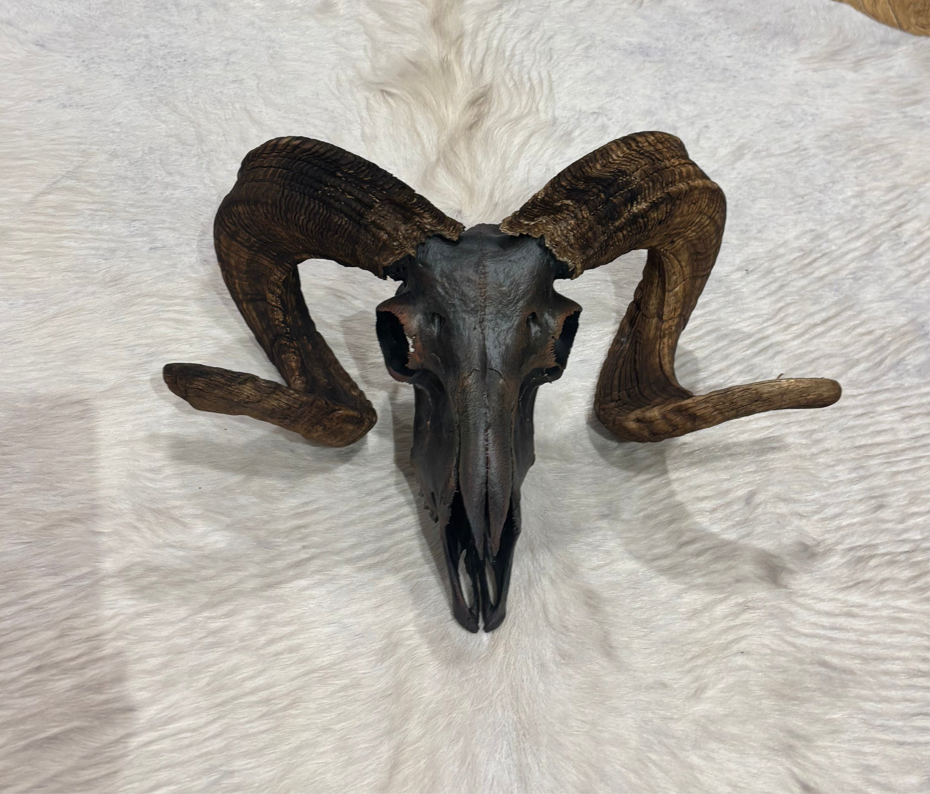 Ram Skull