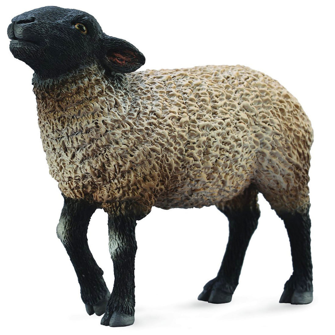 Suffolk Sheep