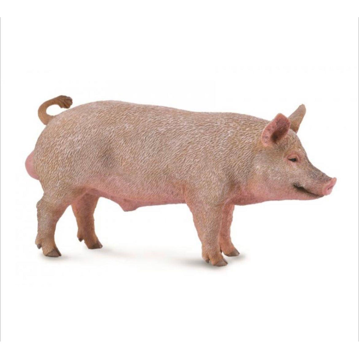 Boar