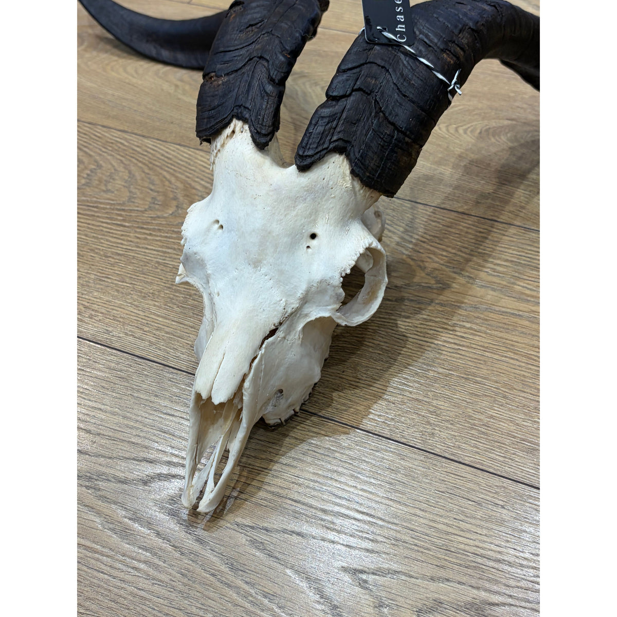 Goat Horns(Not For Sale) Albert Graham