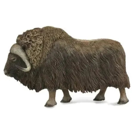 Musk Ox