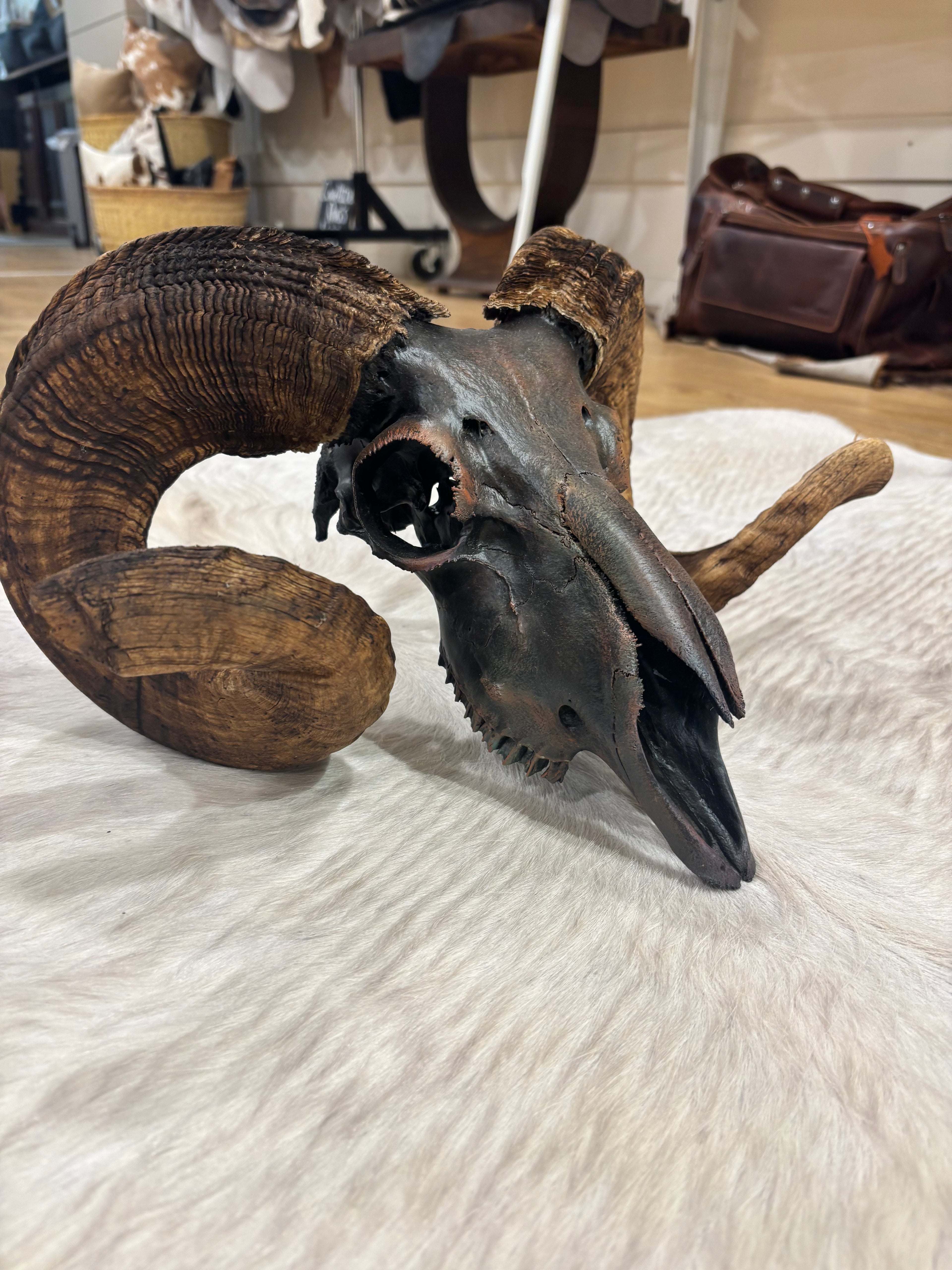 Ram Skull