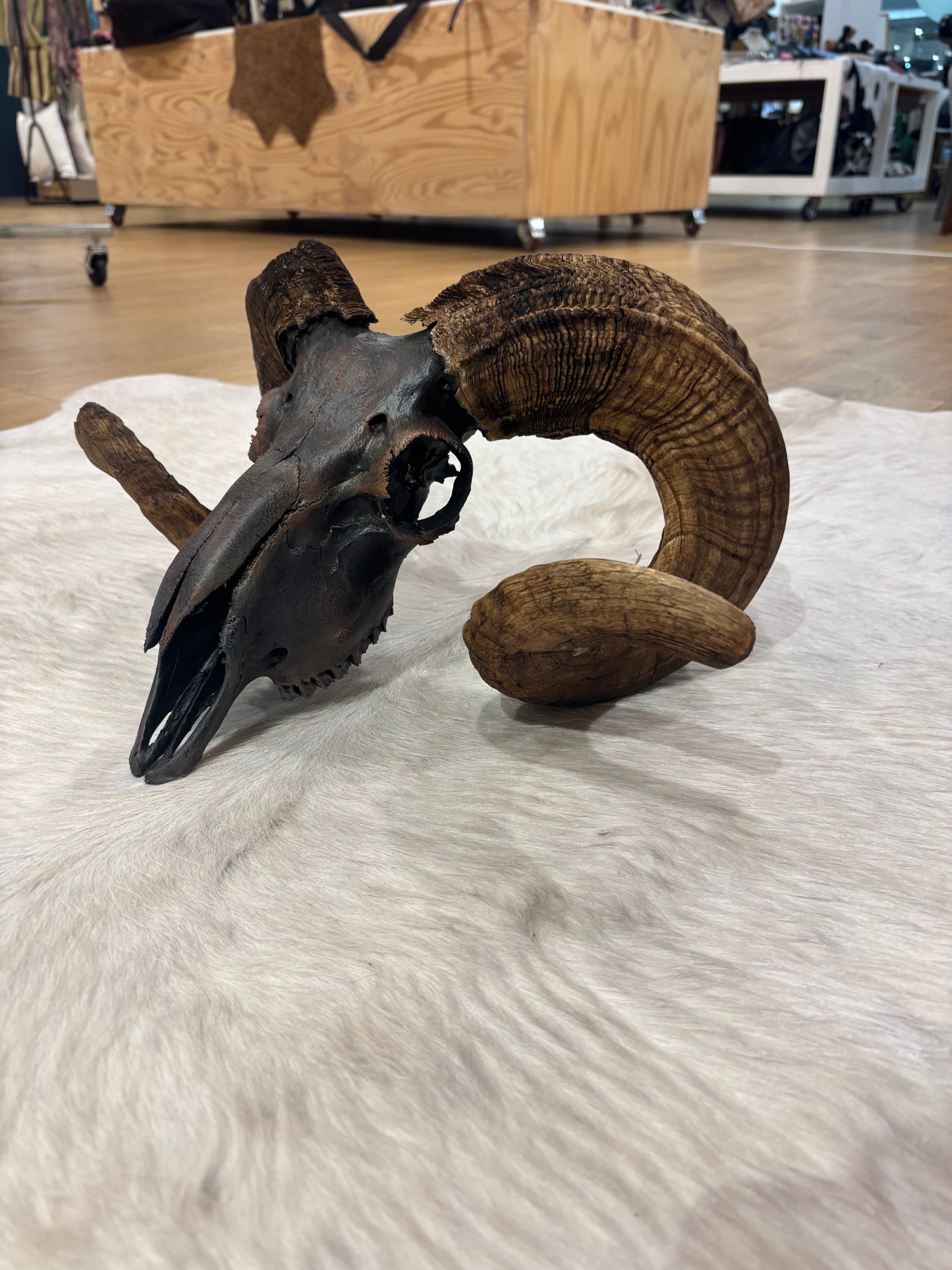 Ram Skull