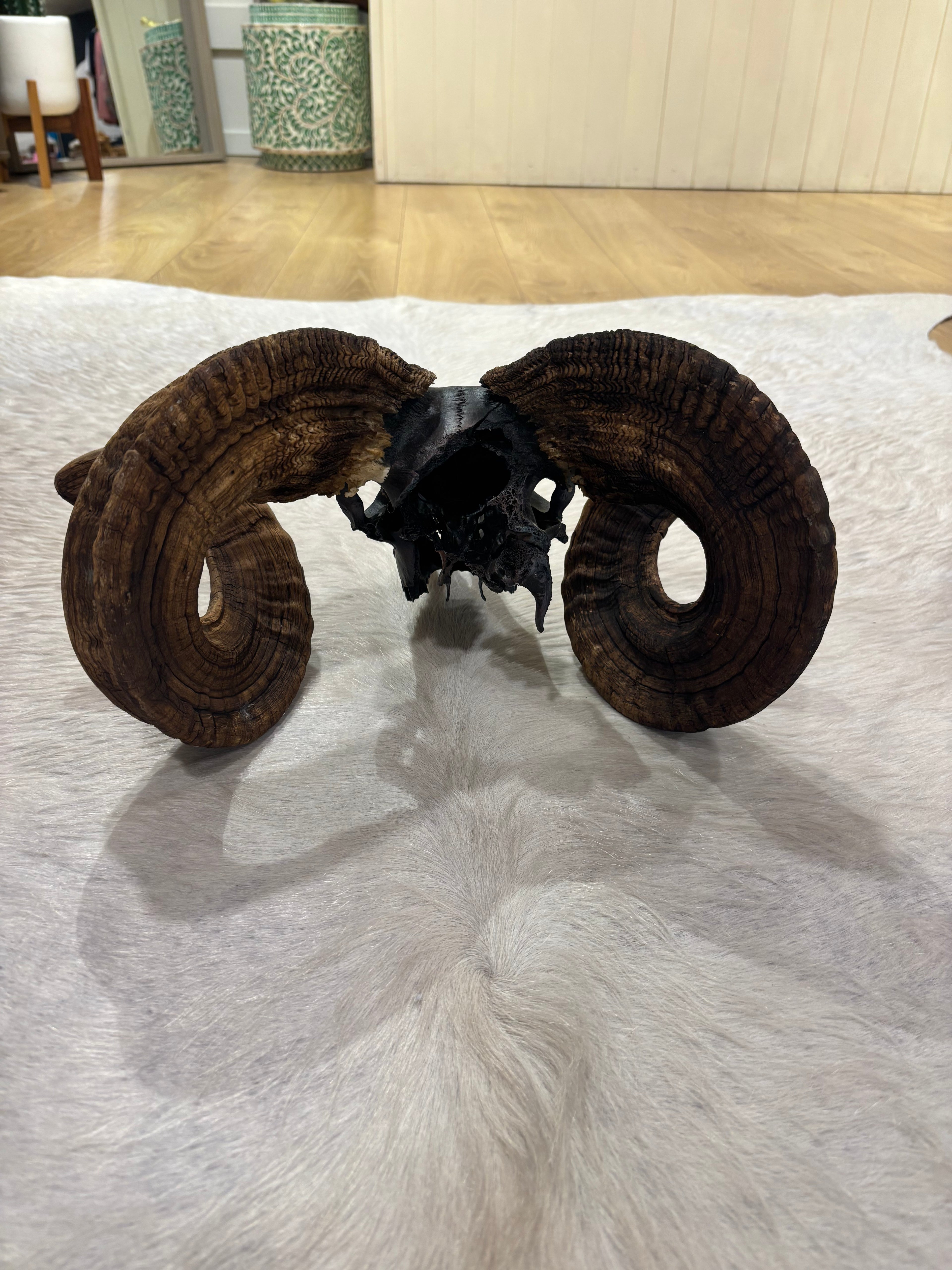 Ram Skull