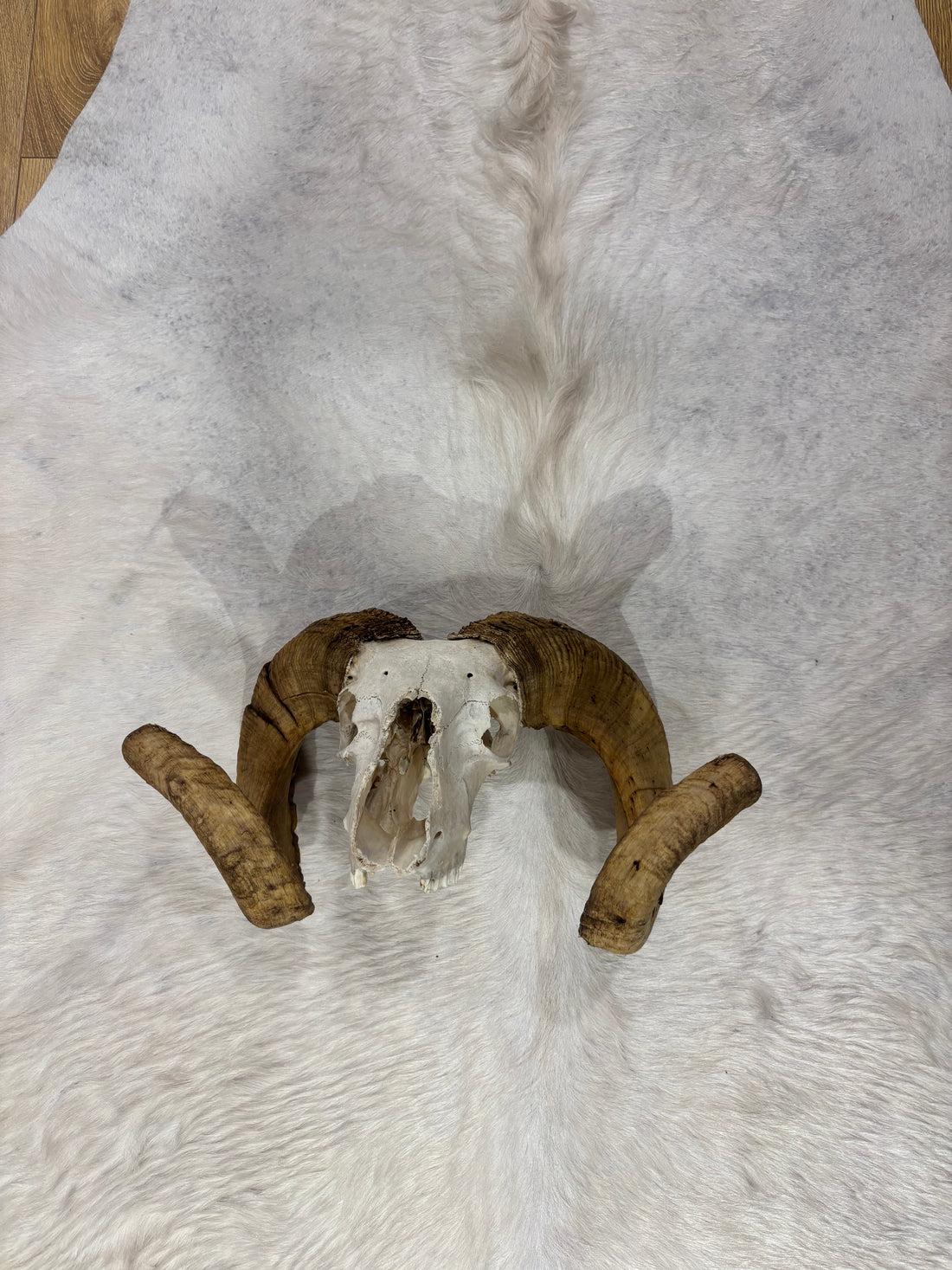 Ram Skull