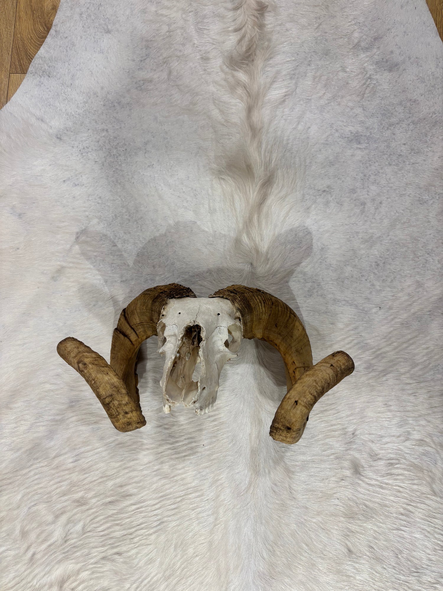 Ram Skull