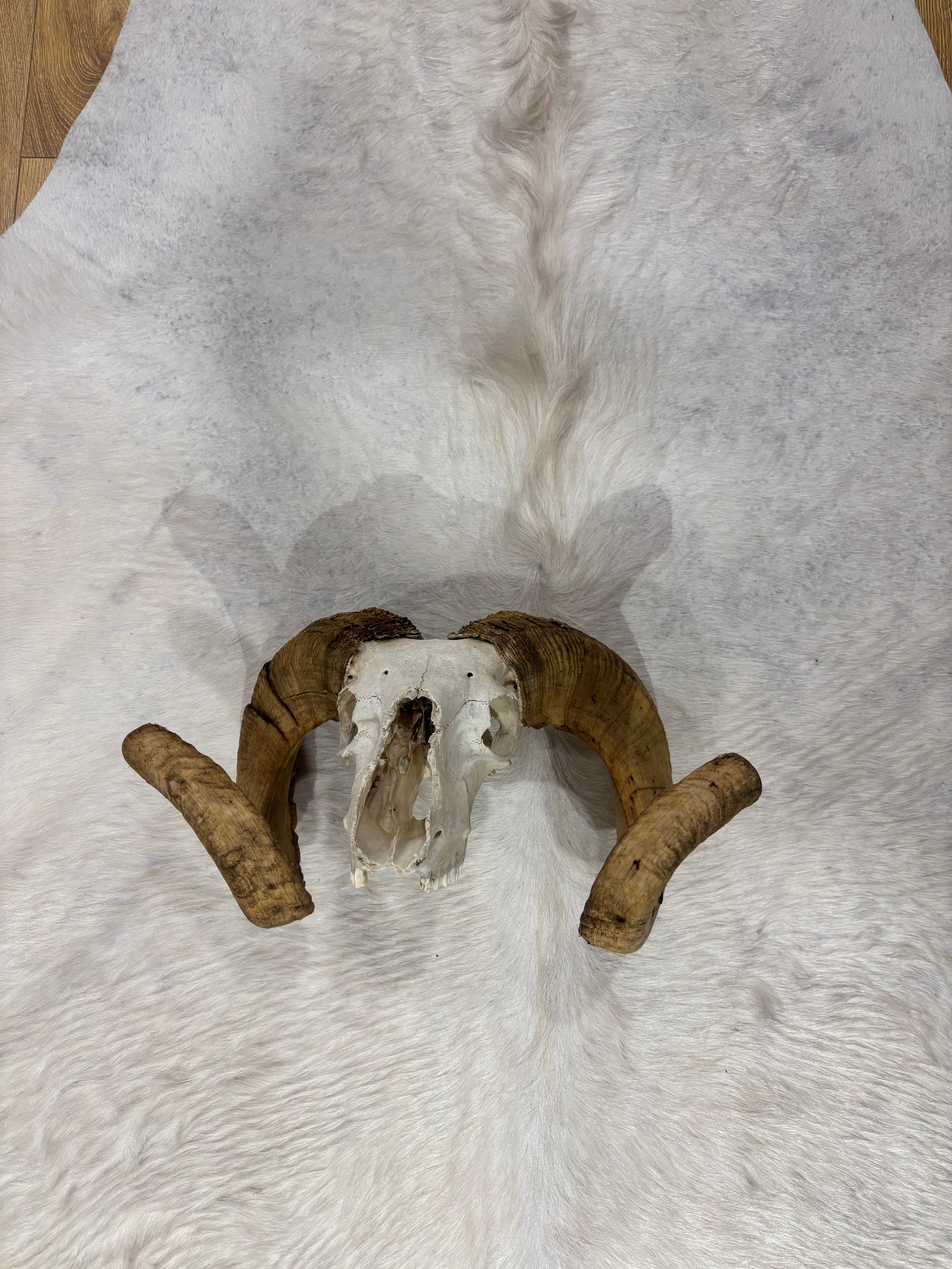 Ram Skull