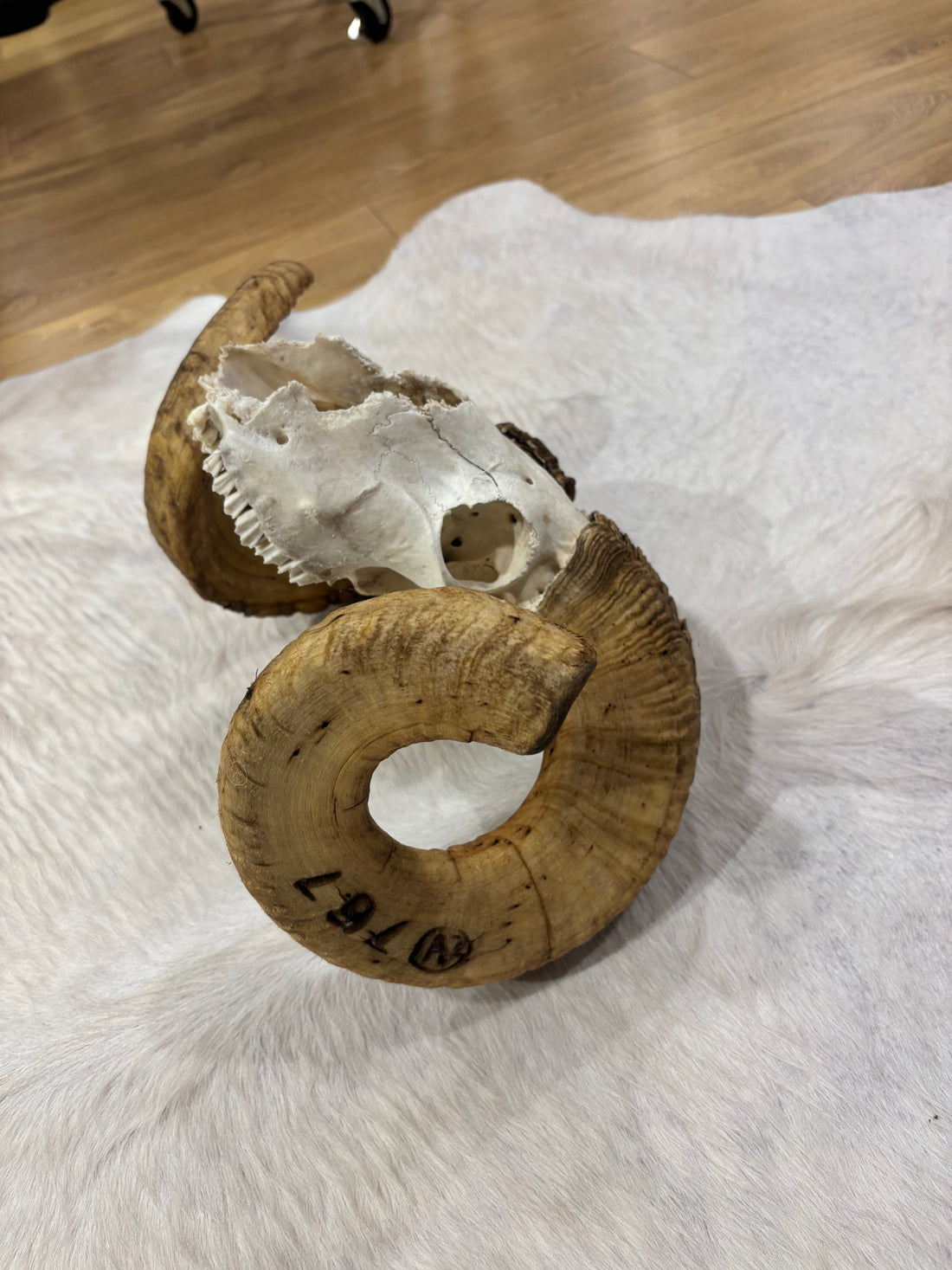 Ram Skull