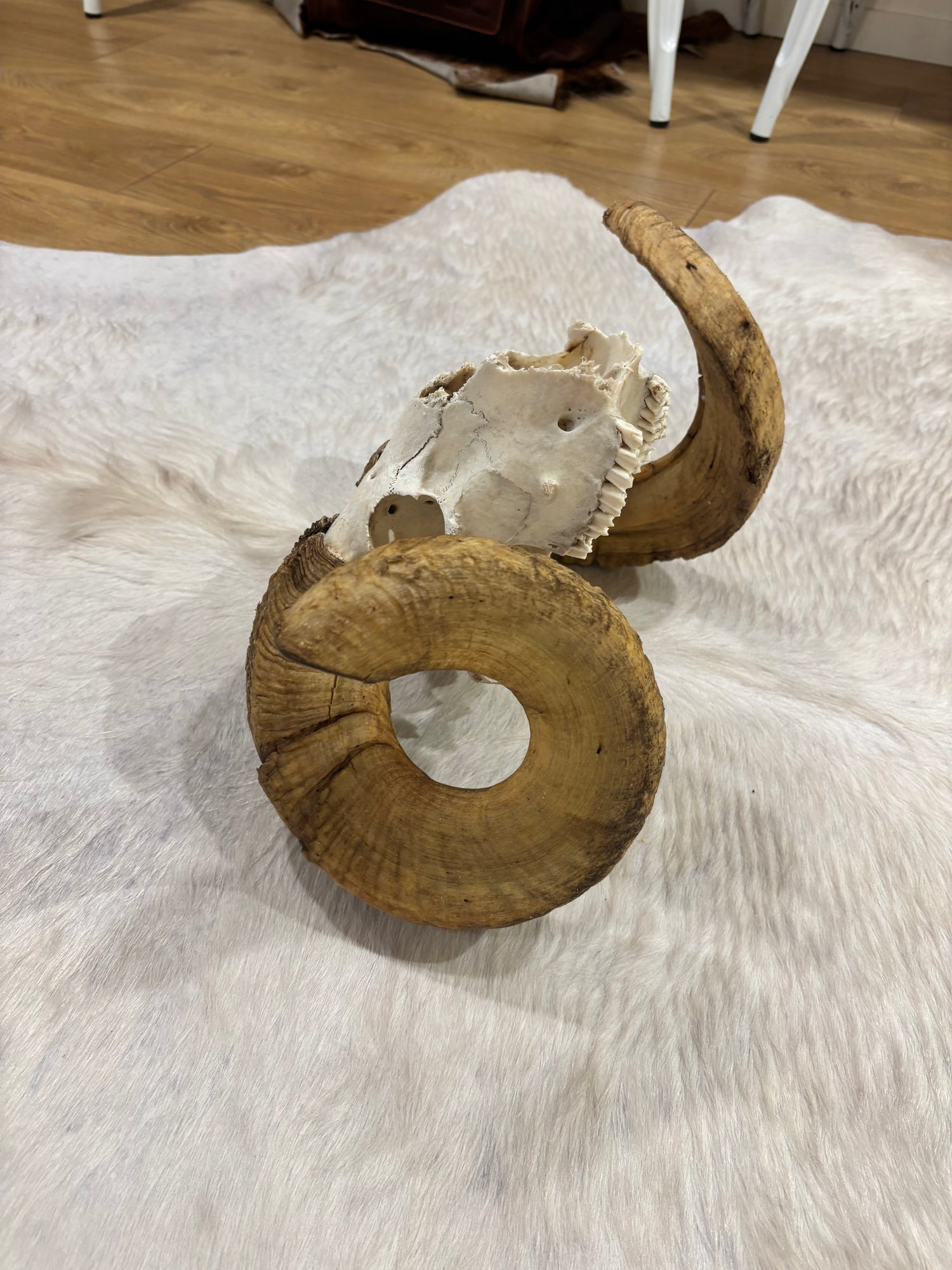 Ram Skull