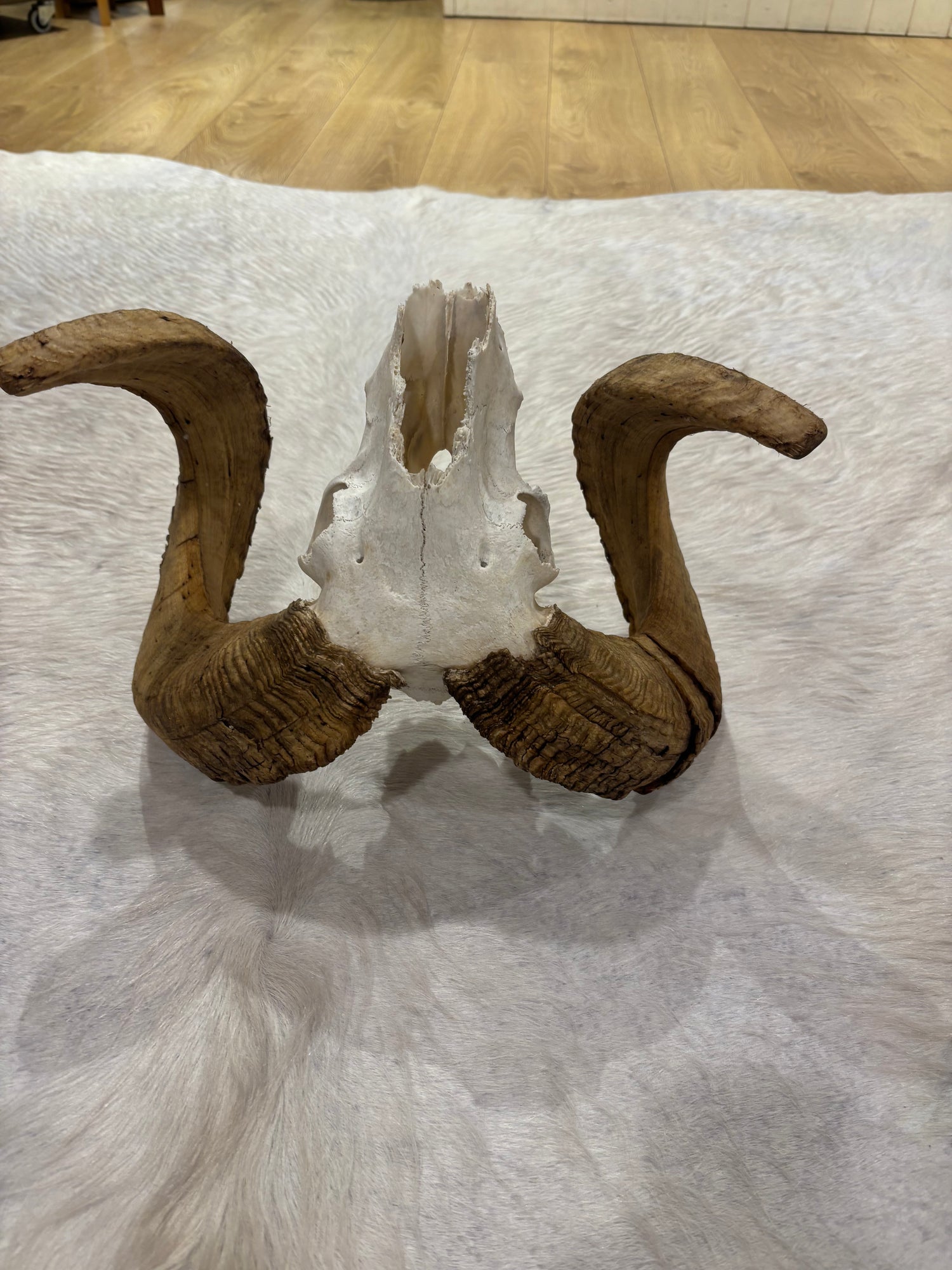 Ram Skull