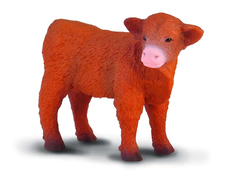 Highland Calf (standing)