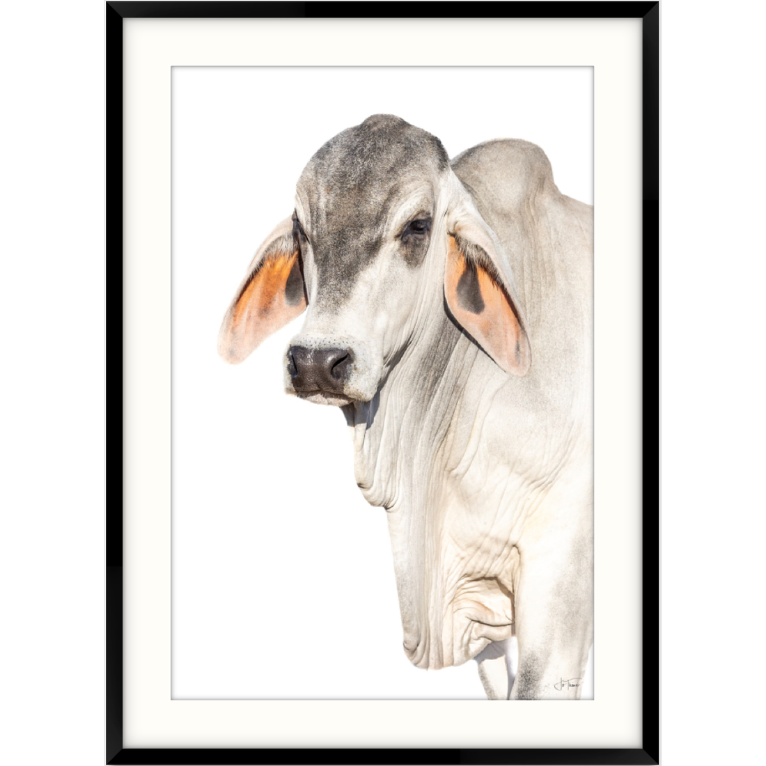 "Caiwarra Grey Brahman&