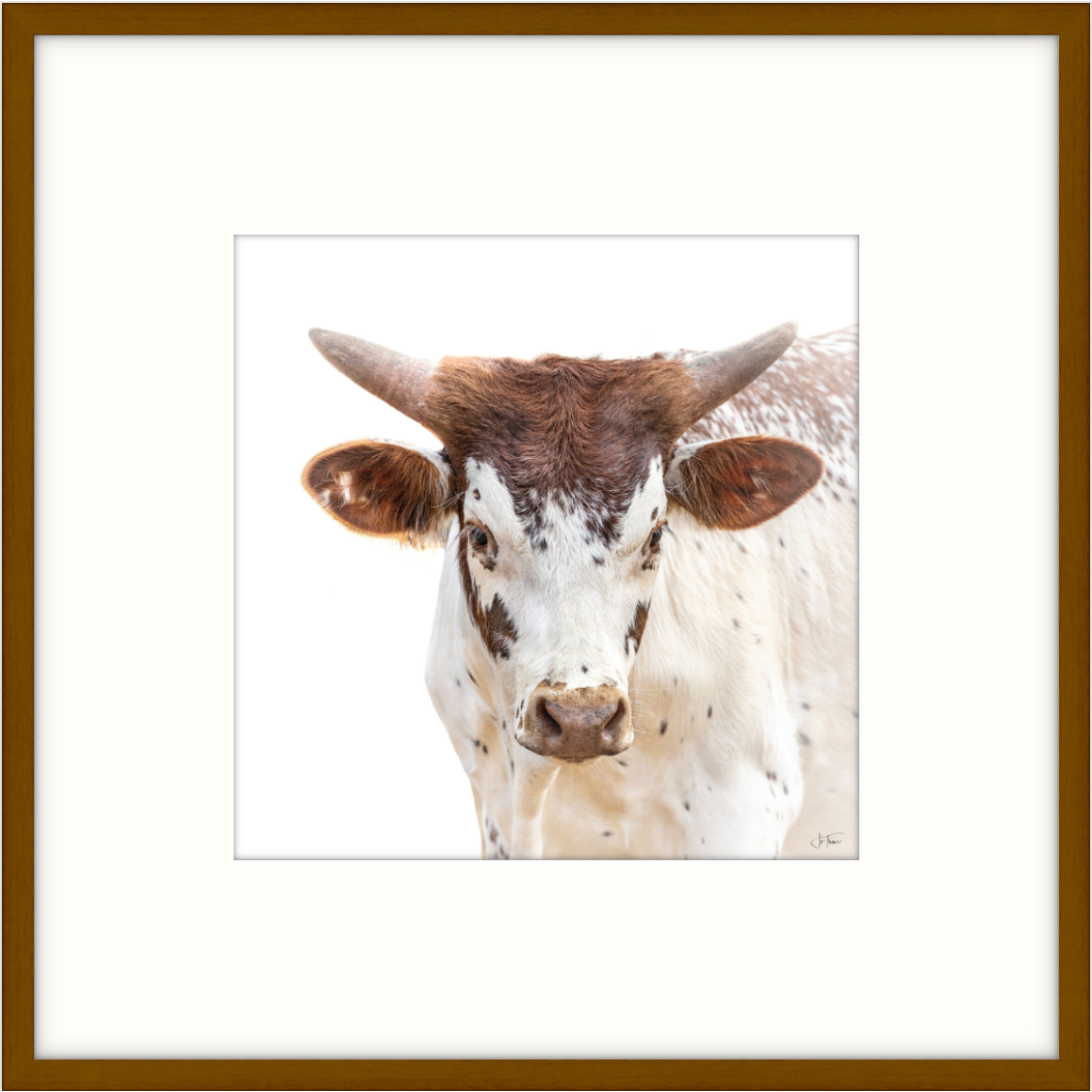 Kilbeggan little baby longhorn (2) 18 x 18