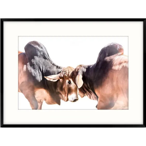 “Young Bulls” 1/50 SOLD AVAILABLE TO ORDER WHILE PRINTS STILL AVAILABLE