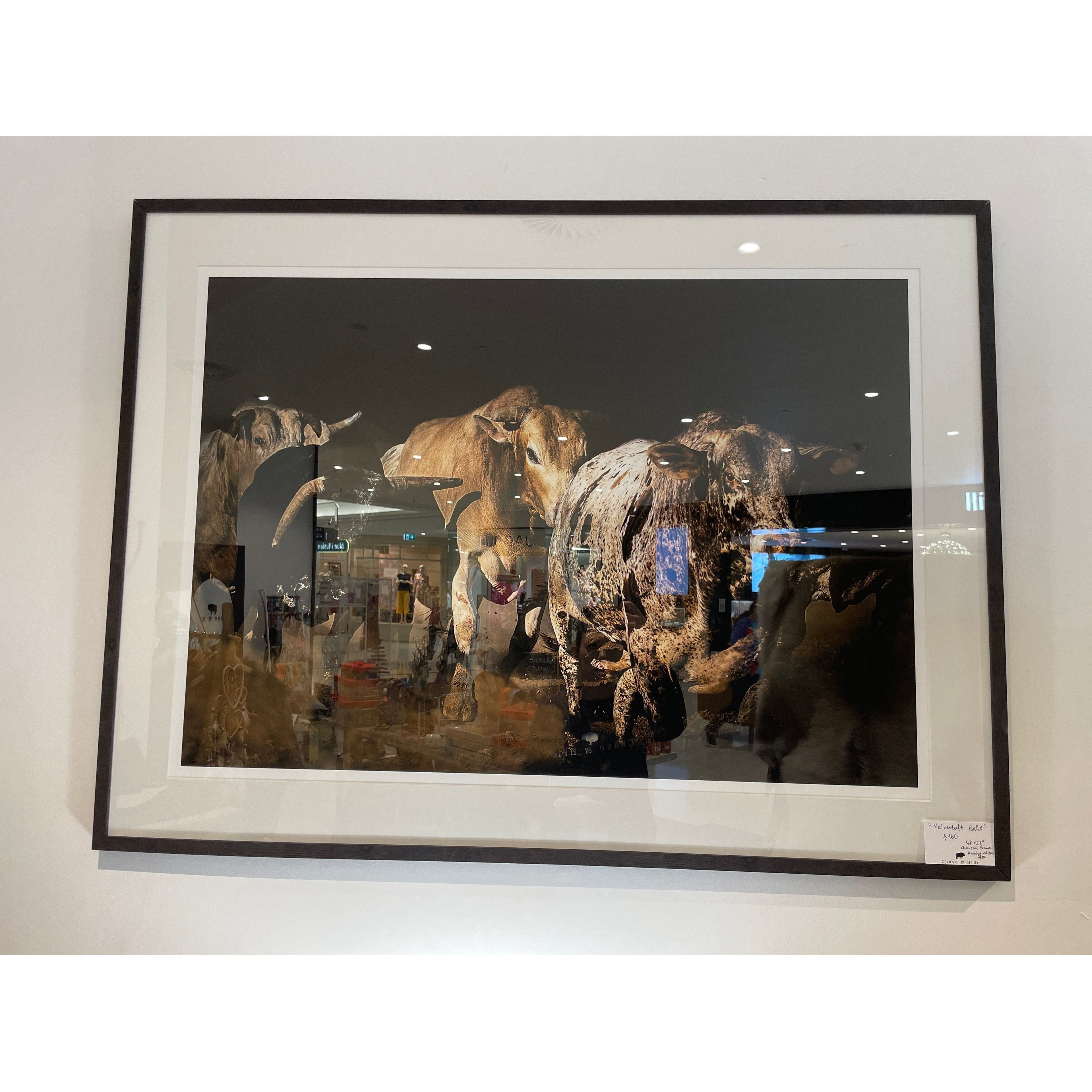 “Velvertoft bulls” Sold enquiries welcome