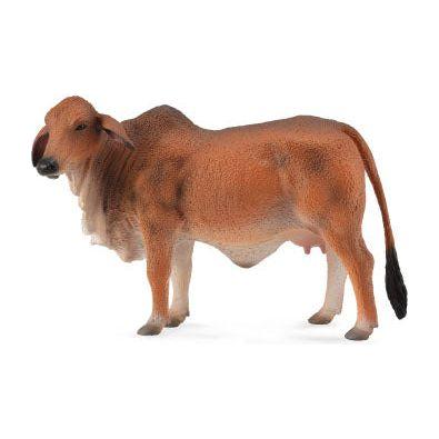 Red Brahman cow
