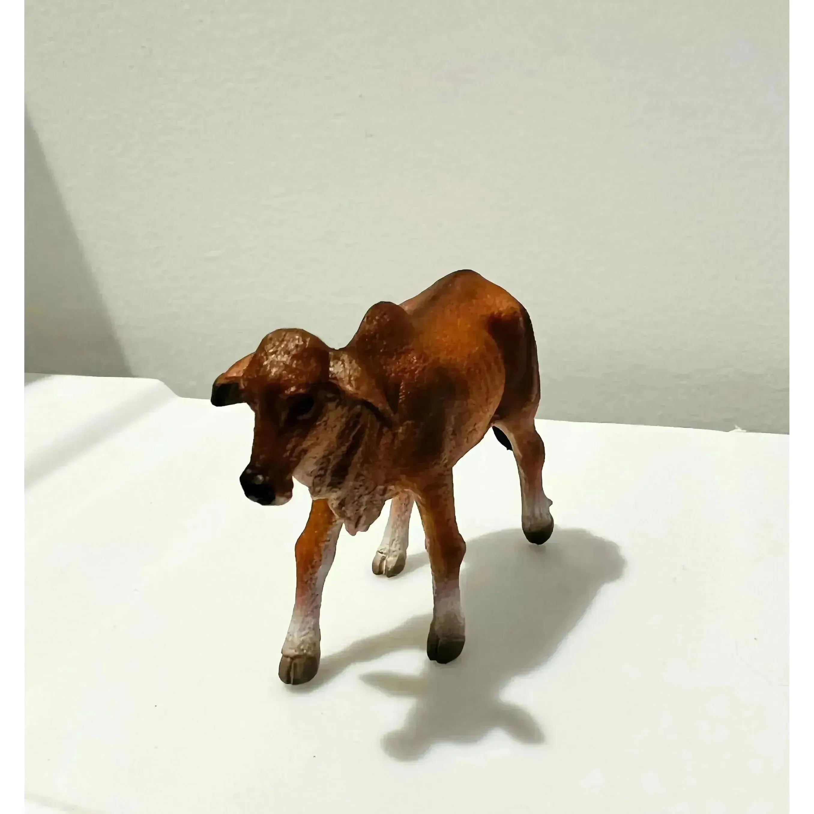Brahman Calf Red