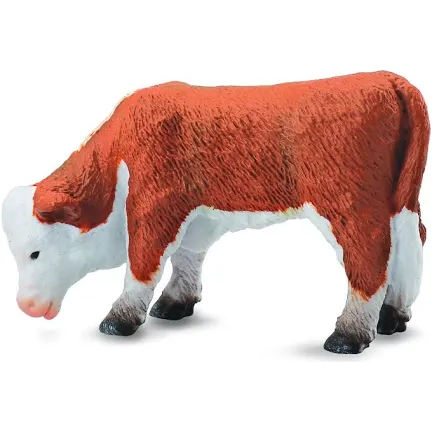 Hereford Calf Grazing