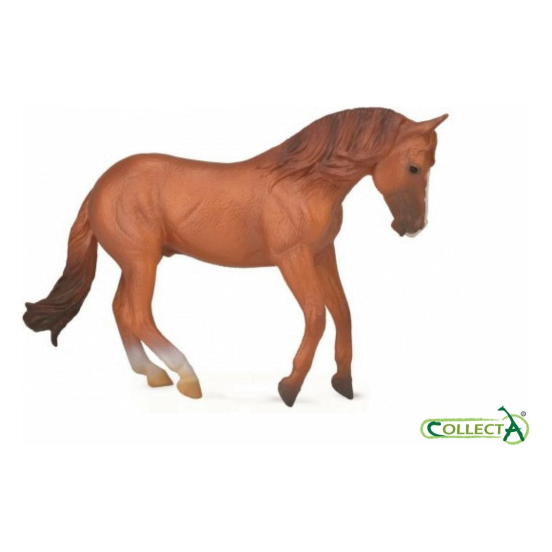 Australian Stockhorse Stallion