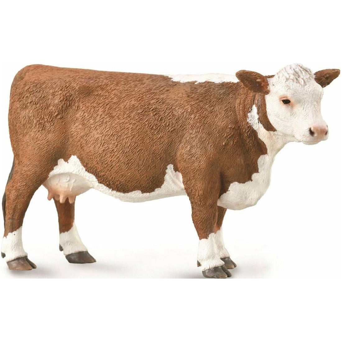 Hereford Cow