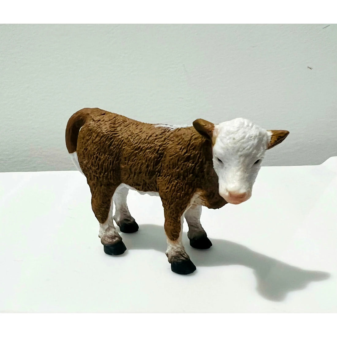 Hereford Calf standing