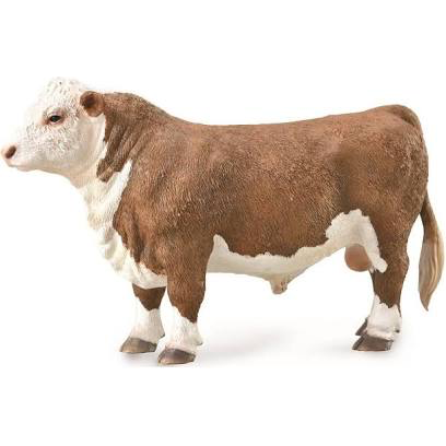 HEREFORD BULL POLLED
