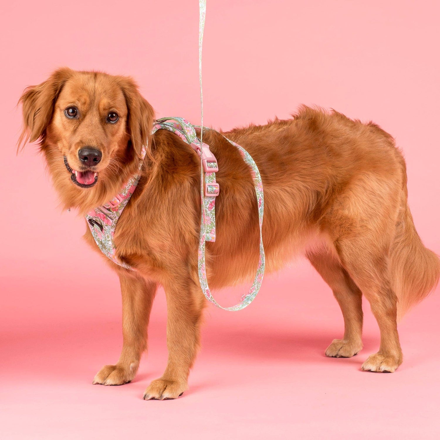 Flora &amp; Fern: No Pull Dog Adventure Harness