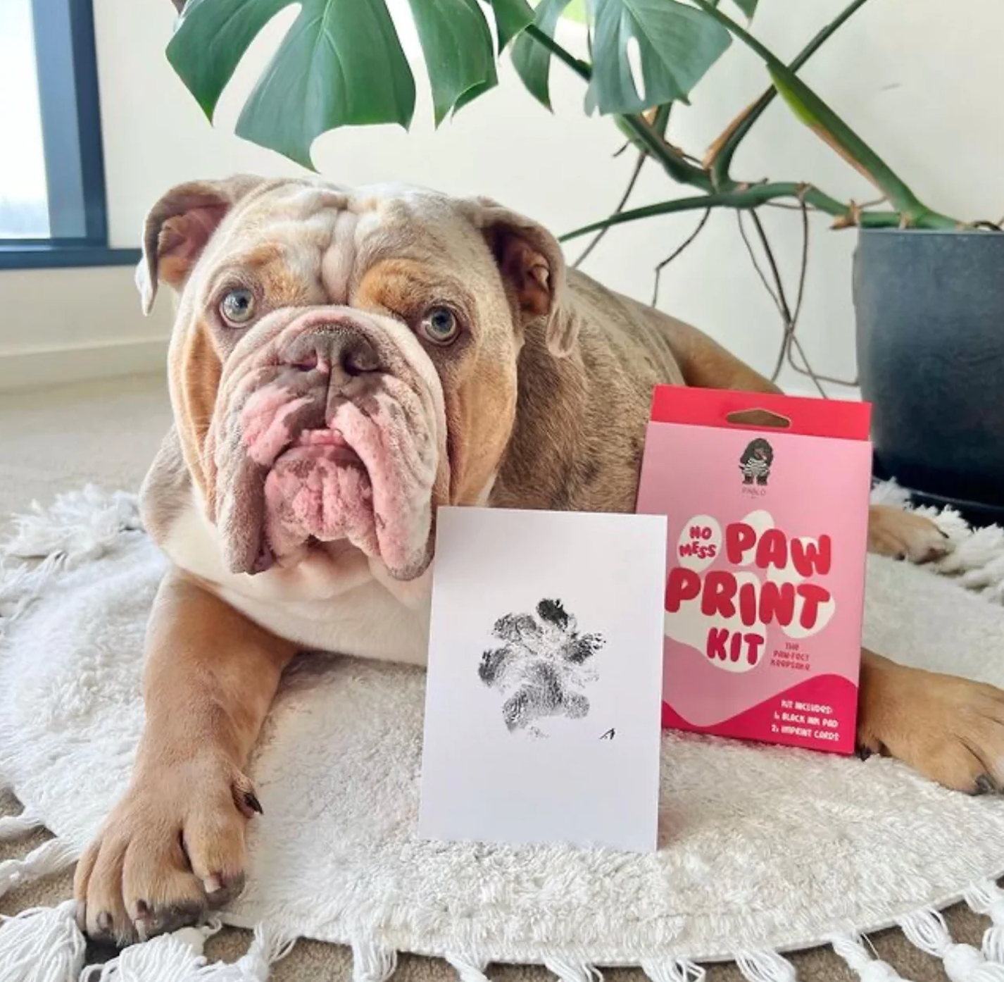 No Mess Dog Paw Print Kit By Pablo &amp; Co.