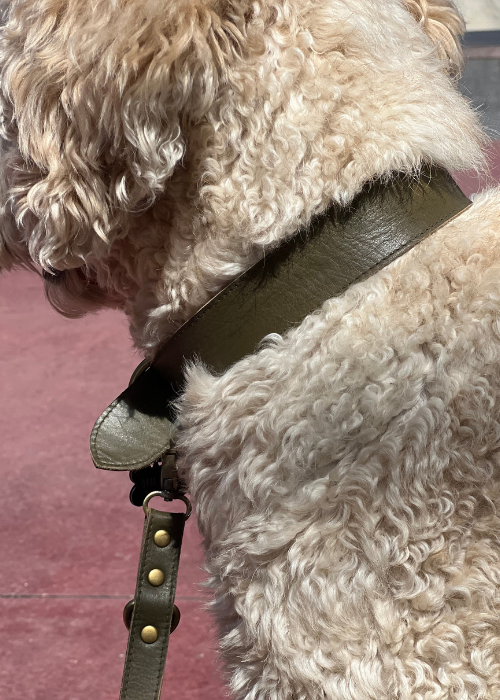 Dog Collar // Chestnut Antq