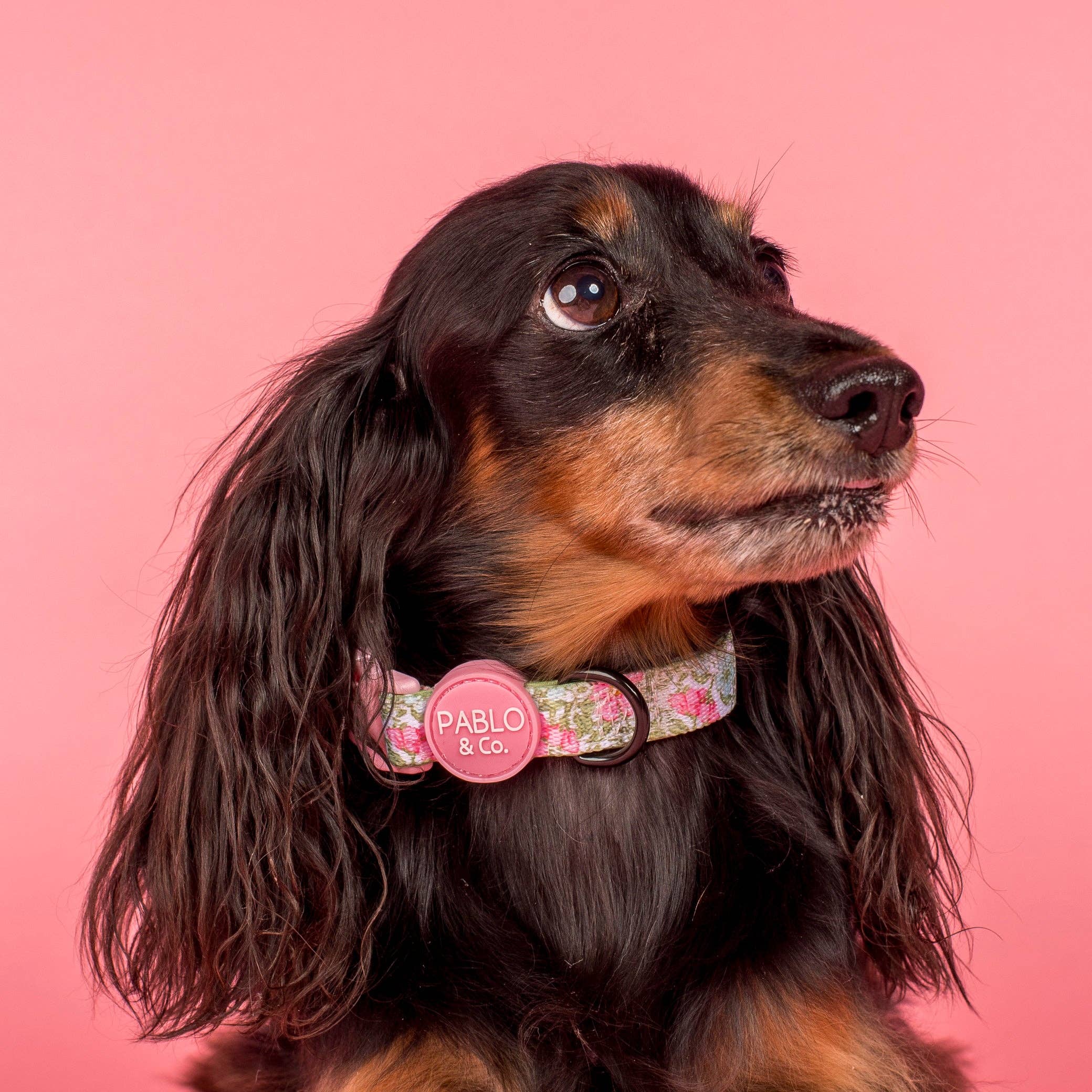 Flora &amp; Fern: Dog Collar