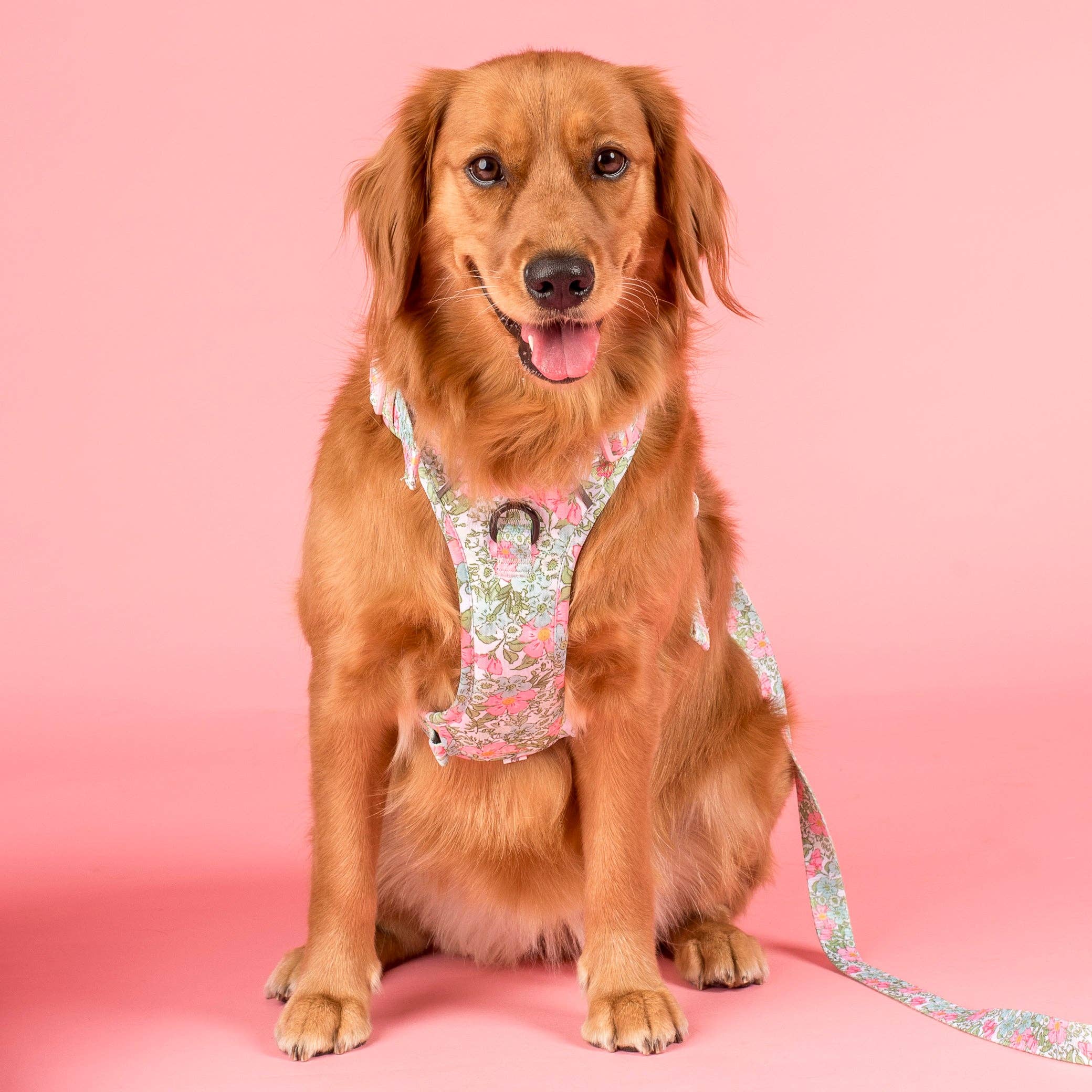 Flora &amp; Fern: No Pull Dog Adventure Harness
