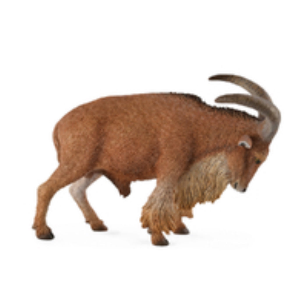 Barbary Sheep