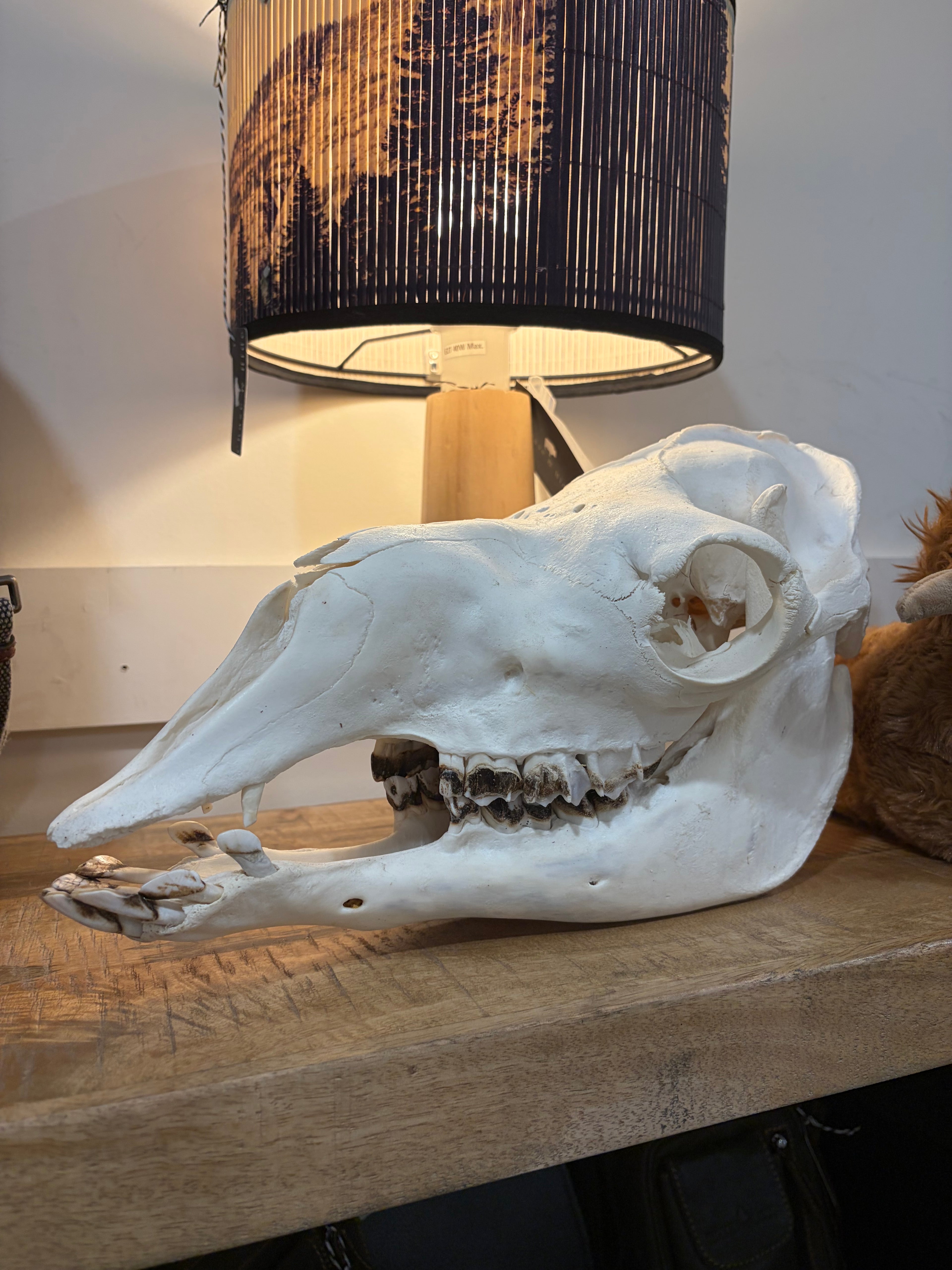 Camel Skull Albert Graham (Not For Sale)