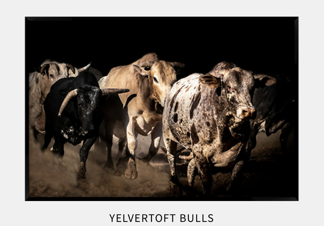 “Yelvertoft Bulls”