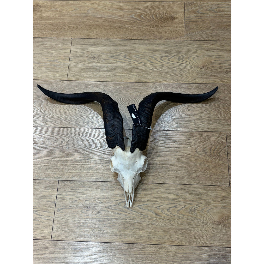 Goat Horns(Not For Sale) Albert Graham