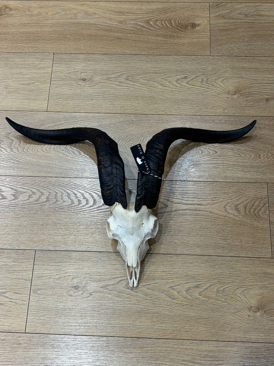 Goat Horns(Not For Sale) Albert Graham