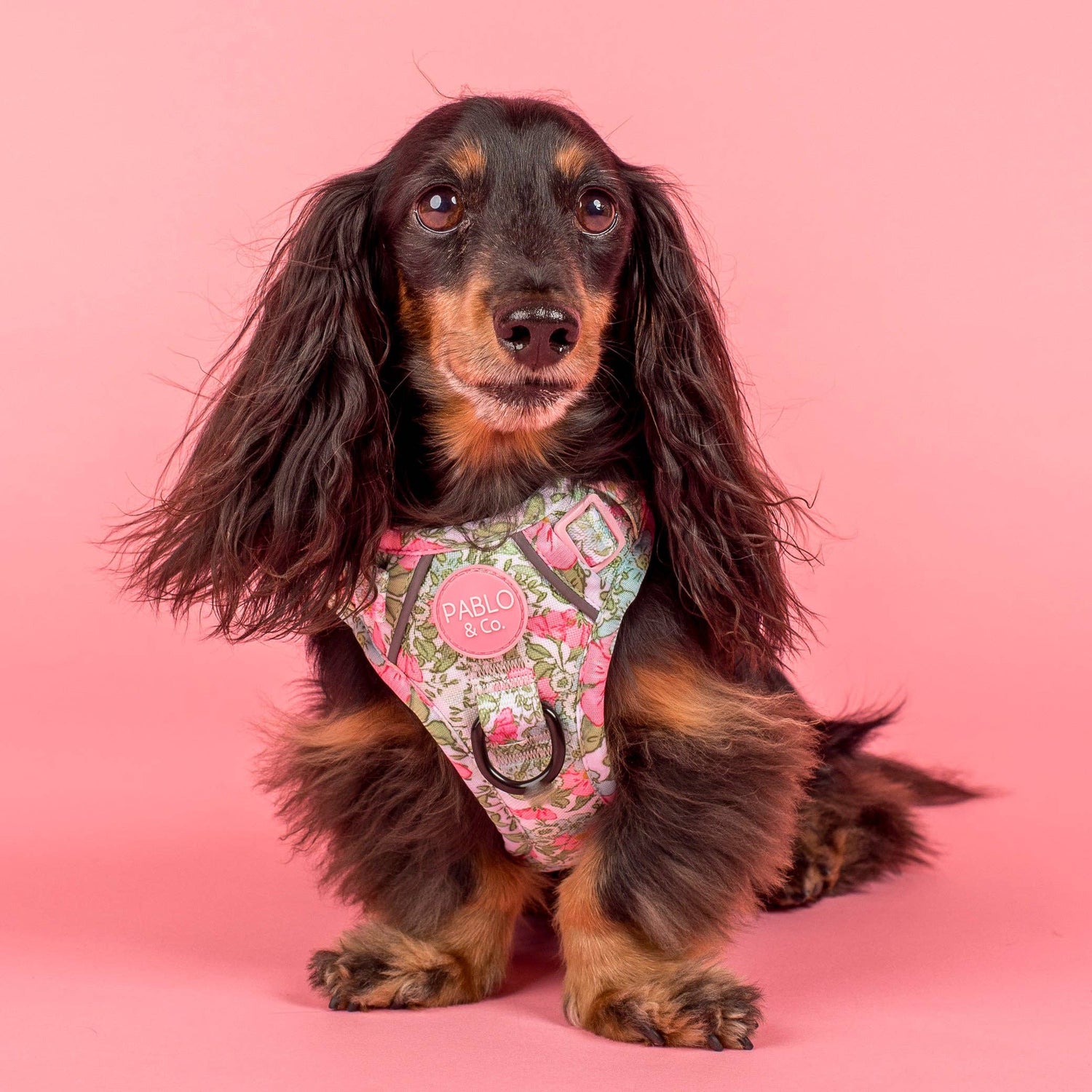 Flora &amp; Fern: No Pull Dog Adventure Harness