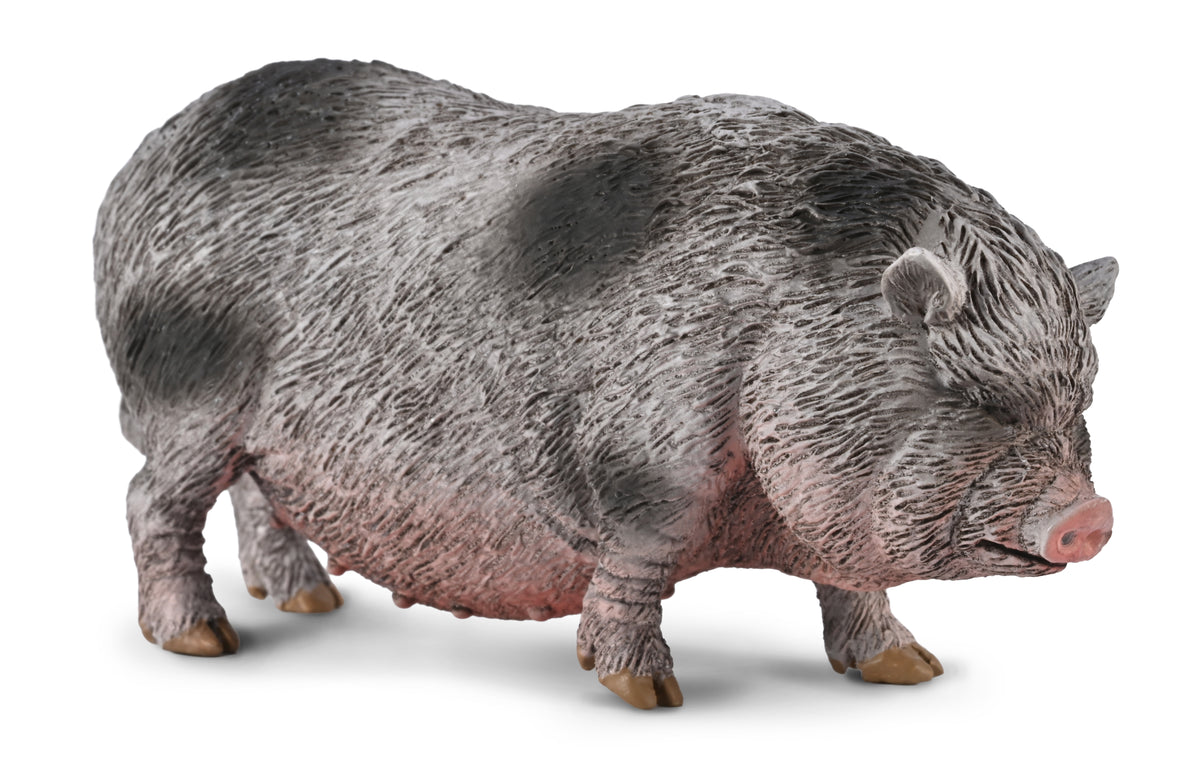 Pot-bellied Pig