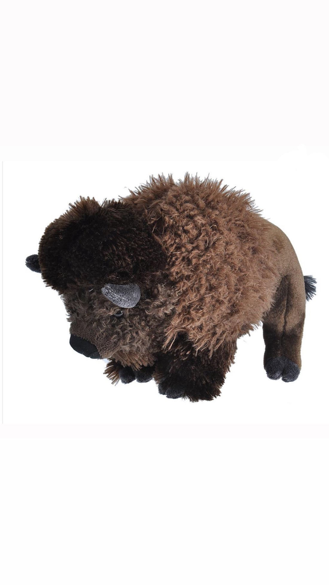 Bison Cow